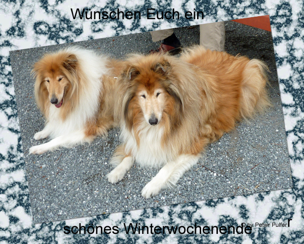 An den Beitrag angehängtes Bild: http://colliewelt.de/whitehorsehill/Bilder/Userbilder/2069.jpg