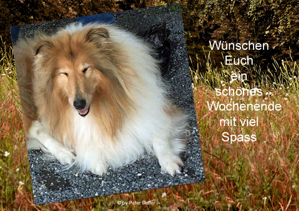 An den Beitrag angehängtes Bild: http://colliewelt.de/whithorsehill/Bilder/Userbilder/2156.jpg.