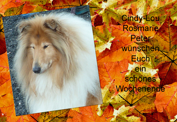 An den Beitrag angehängtes Bild: http://colliewelt.de/whithorsehill/Bilder/Userbilder/2157.jpg.